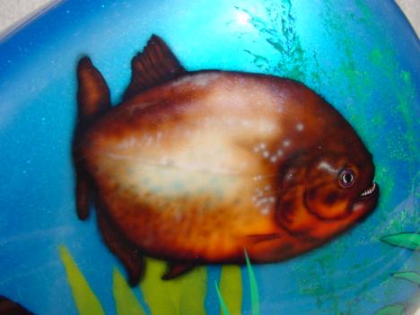 Piranha close-up