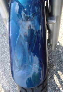 wolf on front fender