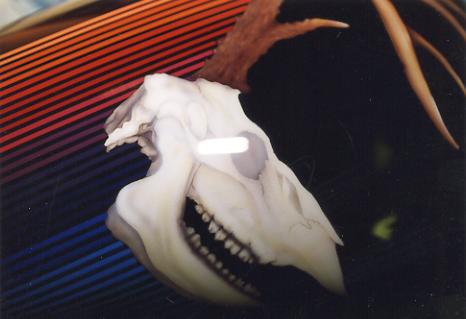 deer skull with rack