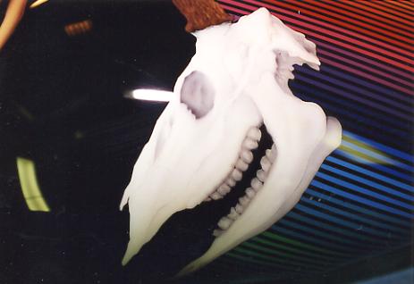 deer skull over black