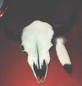 Buffalo with feather