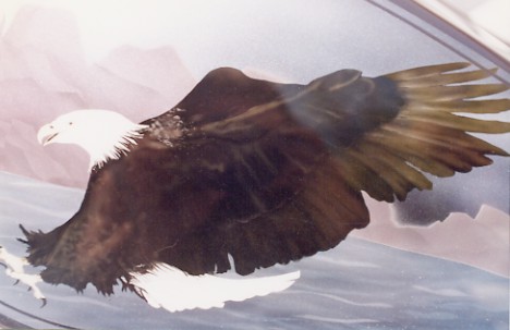 bald eagle